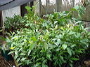 dsc00582